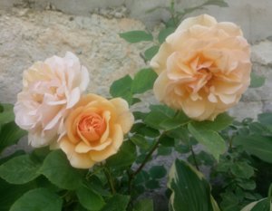 IMG_20190615_101851_1.jpg