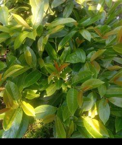 IMG_20190615_103040_2.jpg