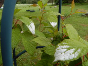 DSCN0400.JPG