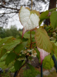 DSCN0402.JPG