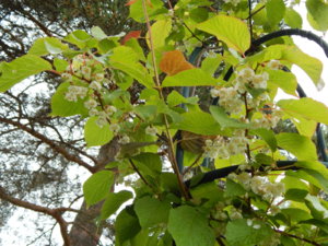 DSCN0404.JPG