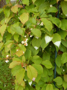 DSCN0478.JPG