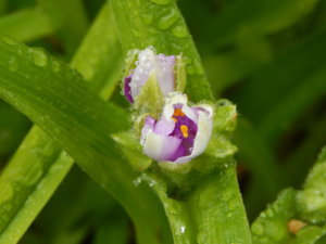 DSCN0406.JPG