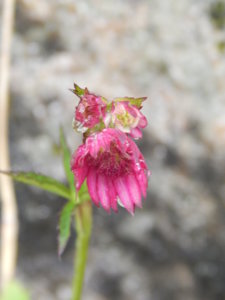 DSCN0409.JPG