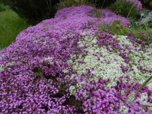 DSCN0373.JPG