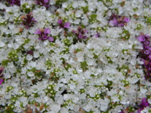 DSCN0374.JPG