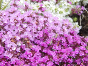 DSCN0375.JPG