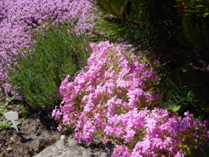 DSCN0546.JPG