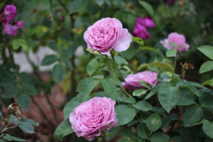 IMG_7636.JPG
