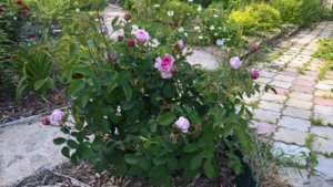 WP_20190618_15_18_18_Pro.jpg