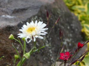 DSCN0442.JPG