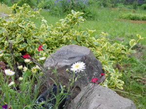 DSCN0443.JPG