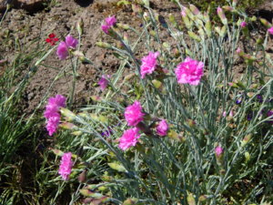 DSCN0537.JPG