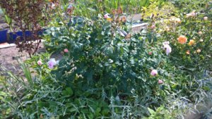 WP_20190618_15_28_43_Pro.jpg