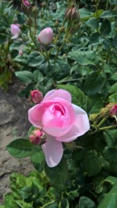 WP_20190618_15_31_27_Pro.jpg