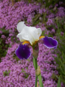 DSCN0484.JPG