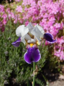 DSCN0550.JPG