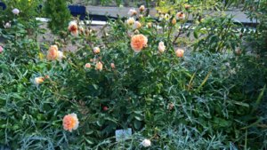 WP_20190618_15_28_59_Pro.jpg