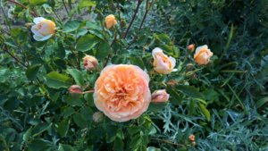 WP_20190618_15_30_47_Pro.jpg
