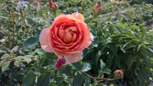 WP_20190618_15_29_23_Pro.jpg