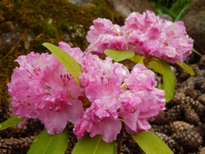 DSCN0356.JPG