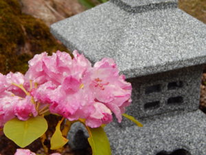 DSCN0464.JPG