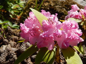DSCN0597.JPG
