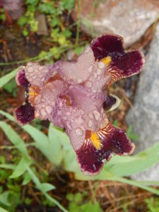 DSCN0411.JPG