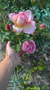 WP_20190618_15_29_53_Pro.jpg
