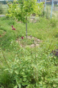 DSC03685.JPG