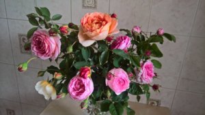 WP_20190619_15_08_53_Pro.jpg