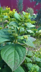 WP_20190619_13_35_48_Pro.jpg