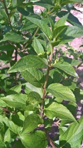 WP_20190619_13_36_40_Pro.jpg