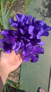 WP_20190619_13_33_14_Pro.jpg
