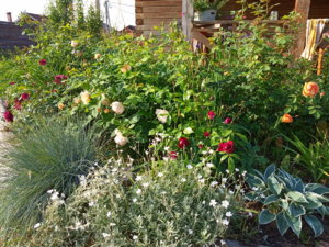 IMG_20190618_074120.jpg