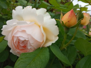 IMG_20190615_125138.jpg