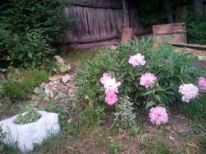 IMG_20190612_194030.jpg