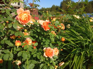 IMG_20190621_072511.jpg