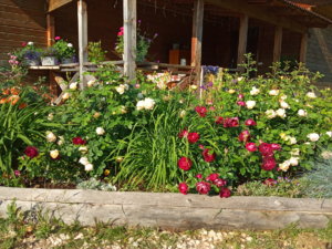 IMG_20190621_073342.jpg