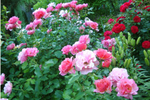жан.jpg