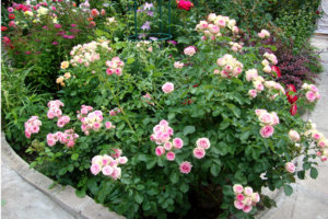 мими.jpg