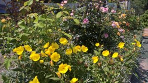 WP_20190621_11_46_55_Pro_LI.jpg