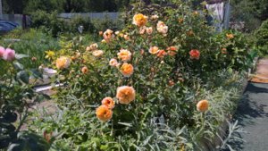 WP_20190621_11_47_30_Pro_LI.jpg