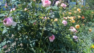 WP_20190621_11_47_43_Pro_LI.jpg