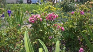 WP_20190622_14_19_02_Pro_LI.jpg