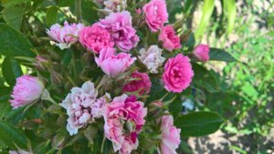 WP_20190621_11_56_35_Pro_LI.jpg