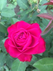 BA1302CF-95FC-417E-B609-B68C5C6F19C6.jpeg