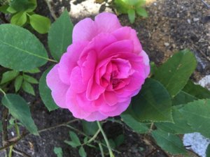390D8E7E-CC5B-46B7-84DC-FBB4AE02ABEE.jpeg
