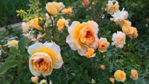 WP_20190624_10_35_31_Pro_LI.jpg