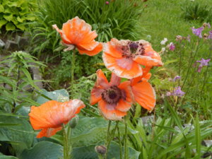 DSCN0362.JPG